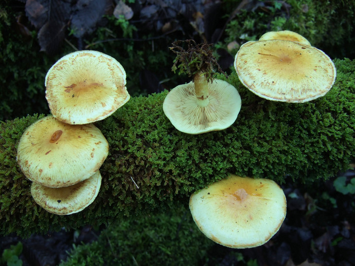 Pholiota elegans