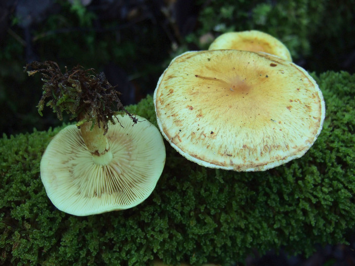 Pholiota elegans