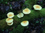 Pholiota elegans