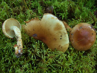 Pholiota elegans