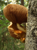 Pholiota adiposa