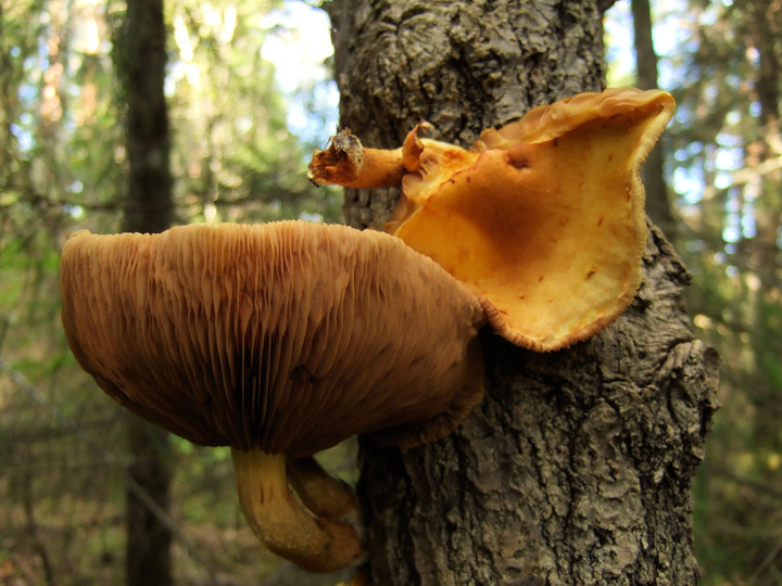 Pholiota adiposa