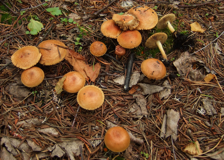 Pholiota highlandensis