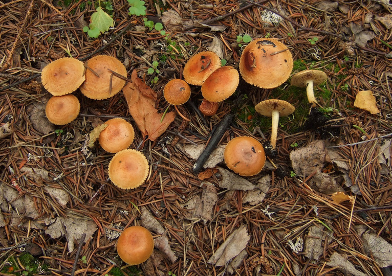 Pholiota highlandensis