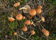 Pholiota highlandensis