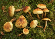 Pholiota elegans