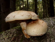 Pholiota heteroclita