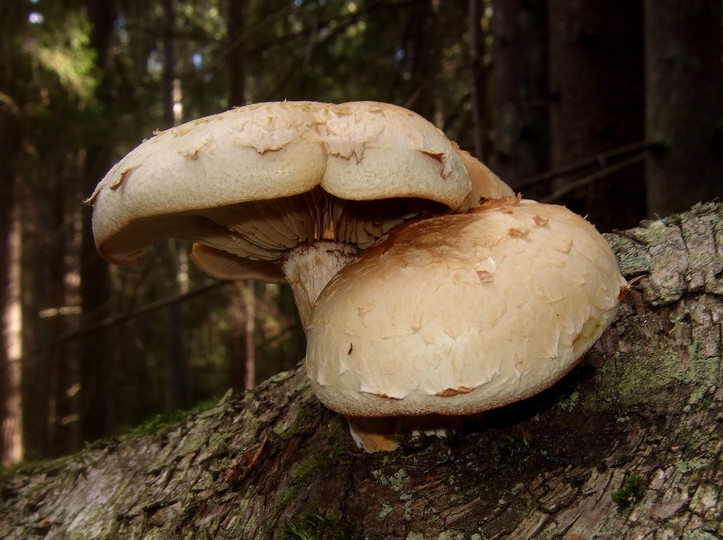 Pholiota heteroclita