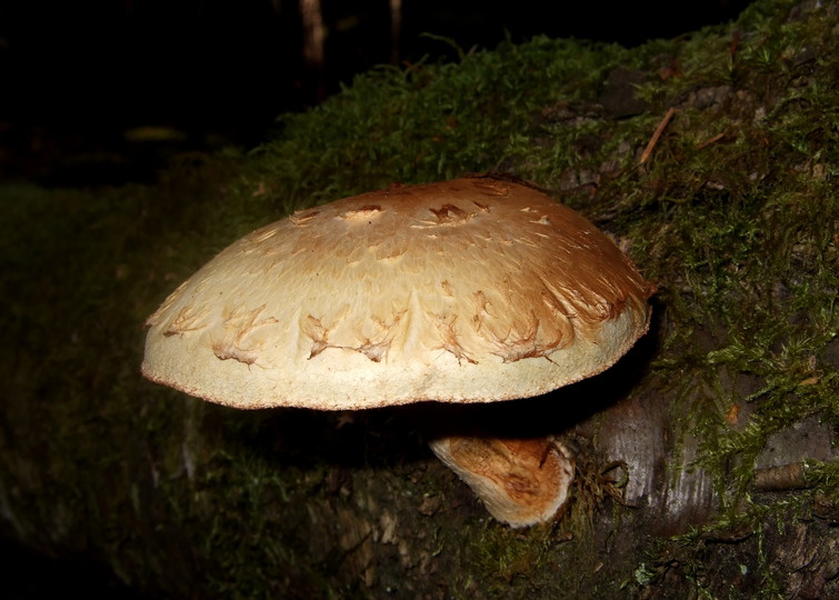 Pholiota heteroclita