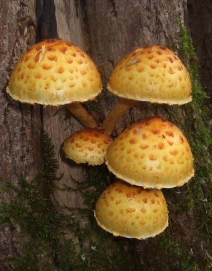 Pholiota limonella