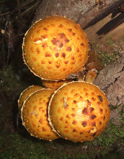 Pholiota limonella