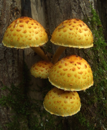 Pholiota limonella