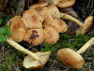 Pholiota flammans