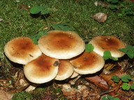 Pholiota lubrica