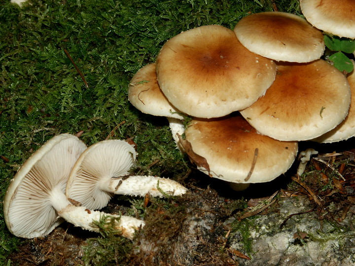 Pholiota lubrica