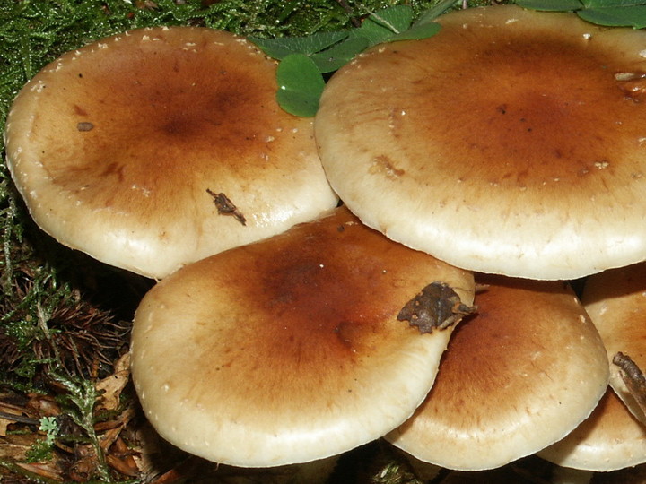 Pholiota lubrica