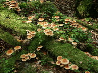 Pholiota lubrica