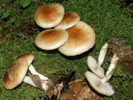 Pholiota lubrica