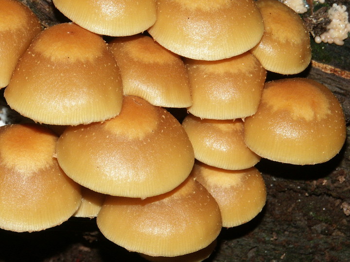 Pholiota mutabilis