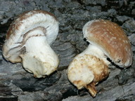 Pholiota destruens