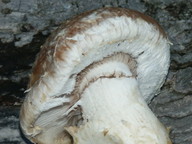 Pholiota destruens