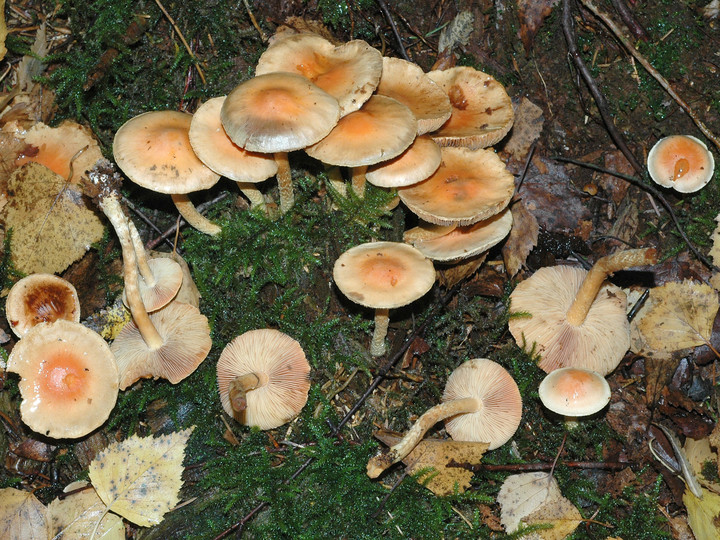 Pholiota astragalina