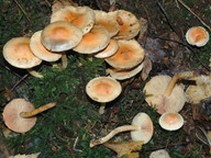 Pholiota astragalina