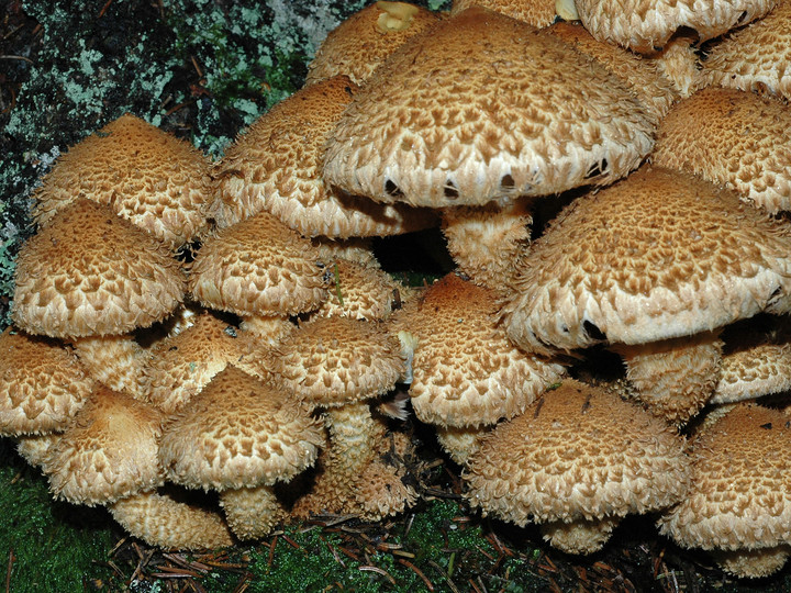 Pholiota squarrosa