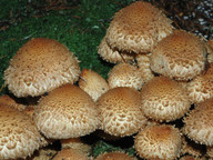 Pholiota squarrosa