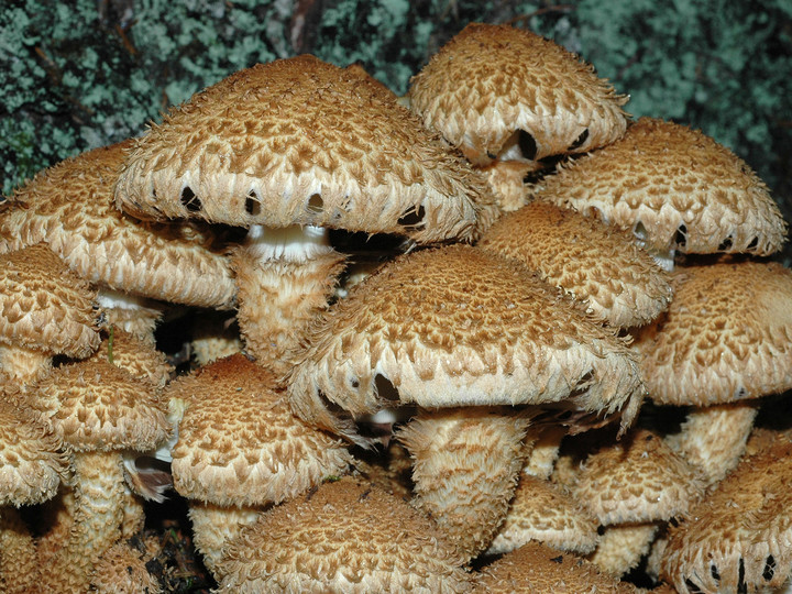 Pholiota squarrosa