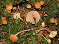 Pholiota subochracea