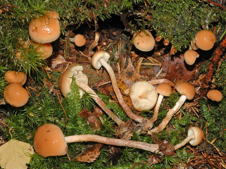 Pholiota subochracea