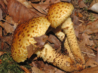 Pholiota jahnii