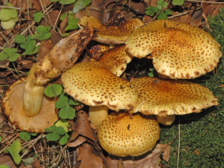 Pholiota jahnii