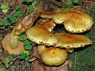 Pholiota jahnii