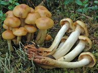 Pholiota pinicola