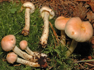 Pholiota astragalina