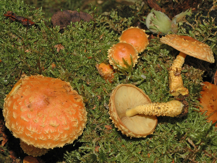 Pholiota flammans