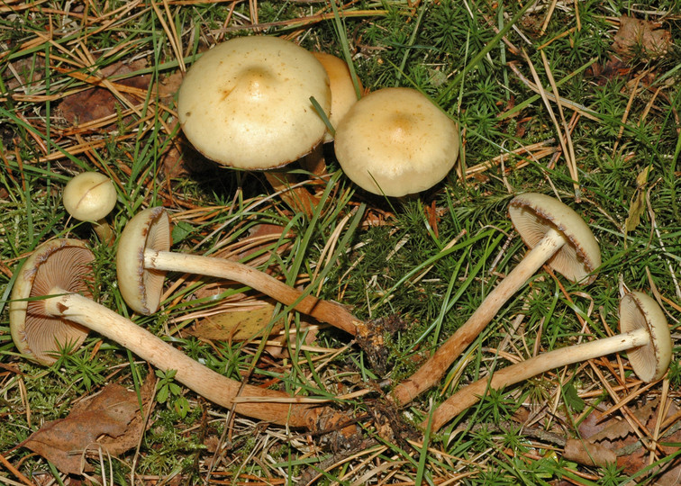 Pholiota alnicola