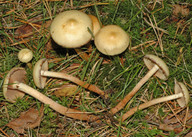 Pholiota alnicola