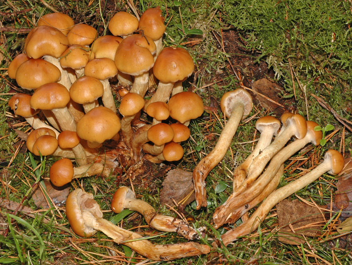 Pholiota pinicola