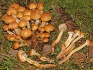 Pholiota pinicola