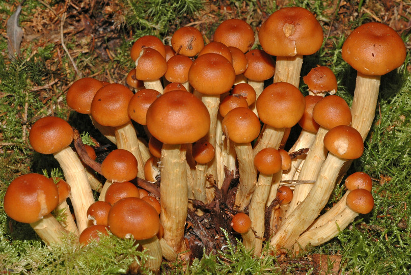 Pholiota pinicola