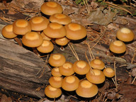 Pholiota mutabilis