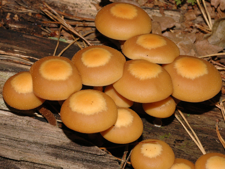 Pholiota mutabilis