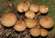 Pholiota squarrosa