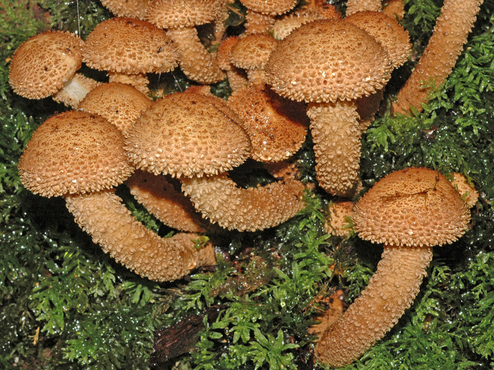 Pholiota squarrosa