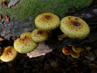 Pholiota aurivella