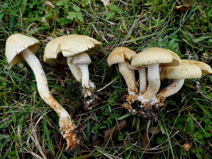 Pholiota gummosa