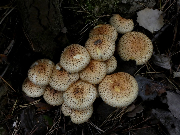 Pholiota squarrosa